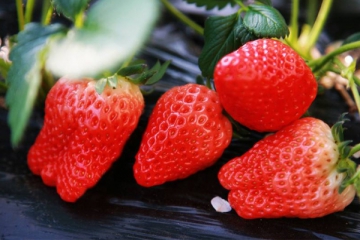 要想草莓著色好，肥料應該如何來使用！